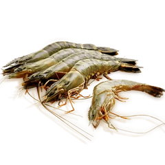 Prawns - not Cleaned