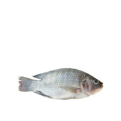 Thilapia Fish - Cleaned